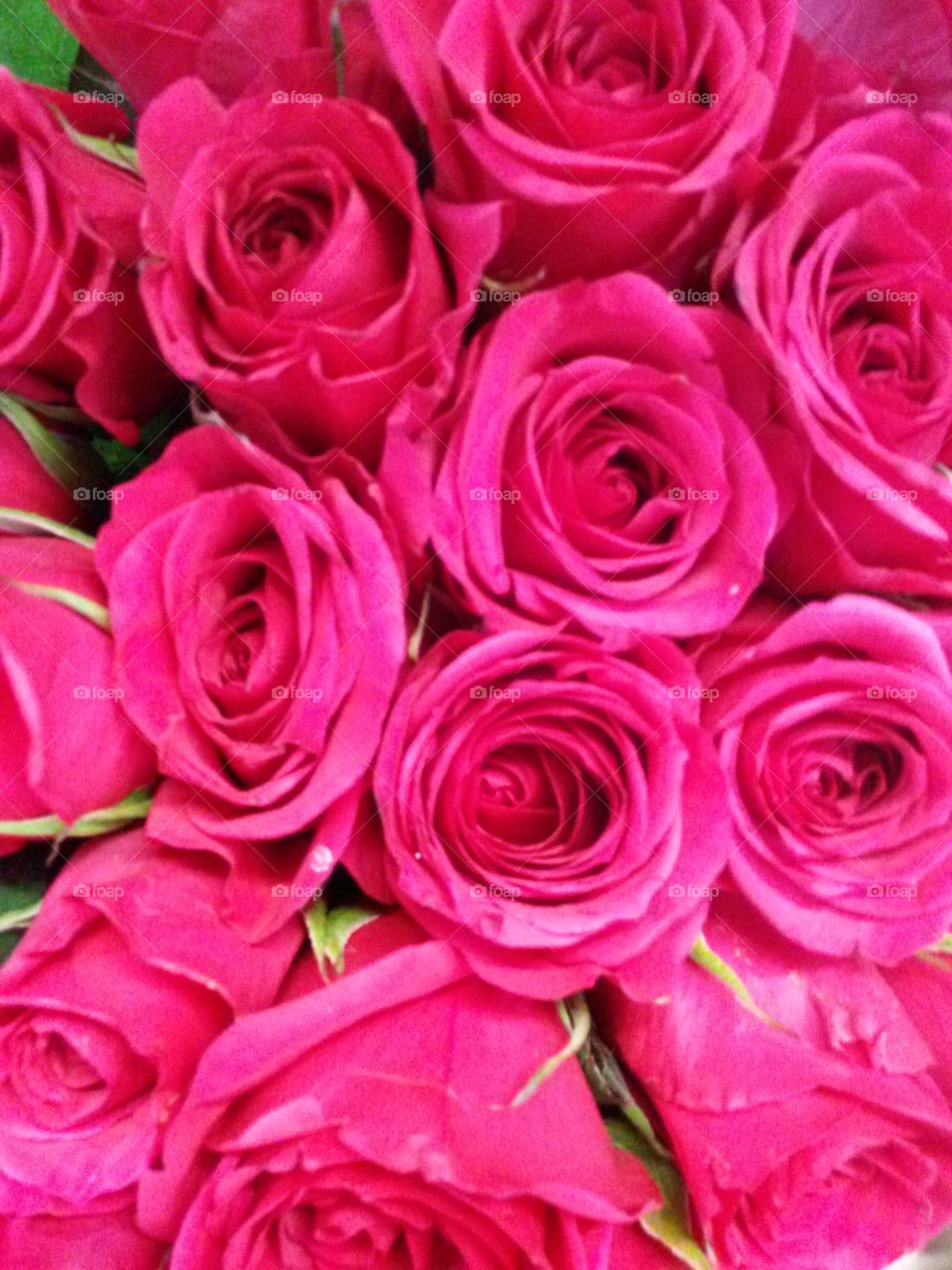 Bright Pink Roses. Bright pink roses, close up, cropped