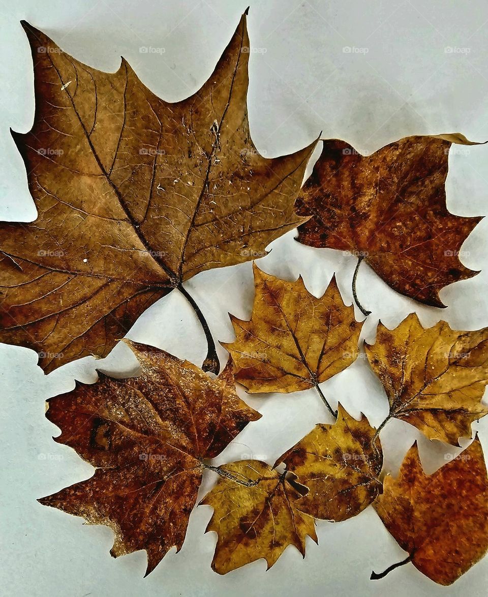 The color of fallen leaves in Autumn as they decompose to nurture the soil for future growth. Leaves of the Platanus Occidentalis.