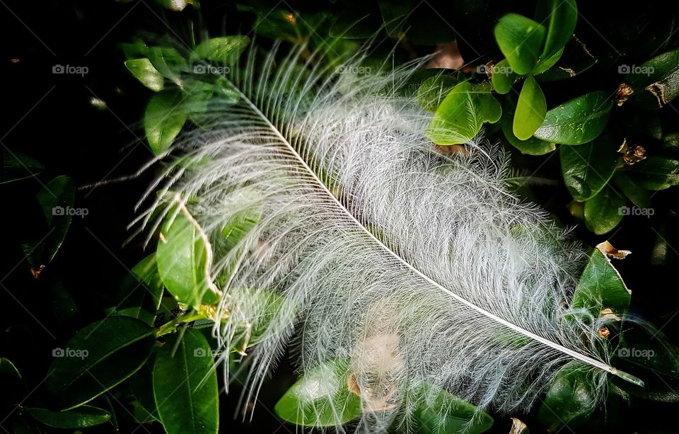 Feather