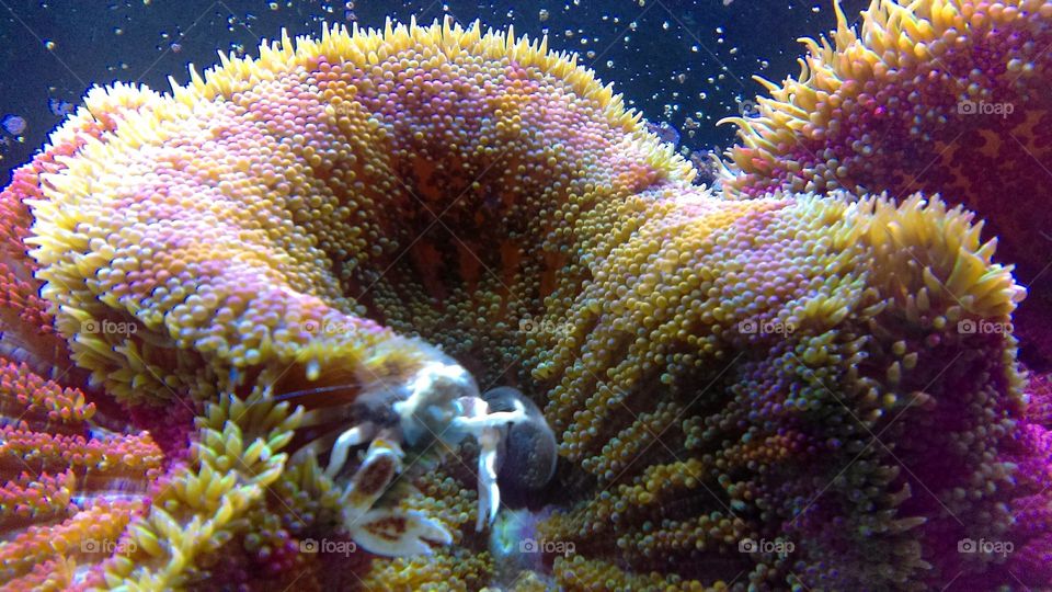 Salt water creatures