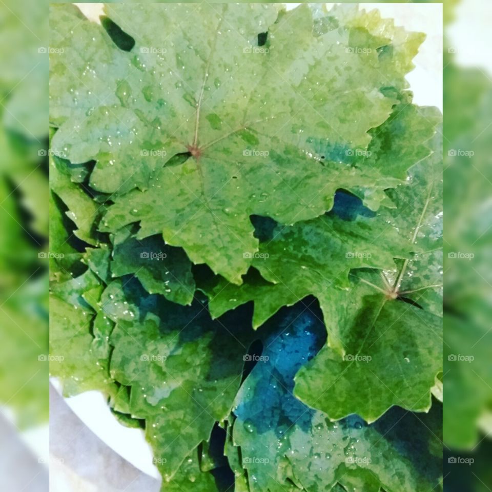 Grape leaves