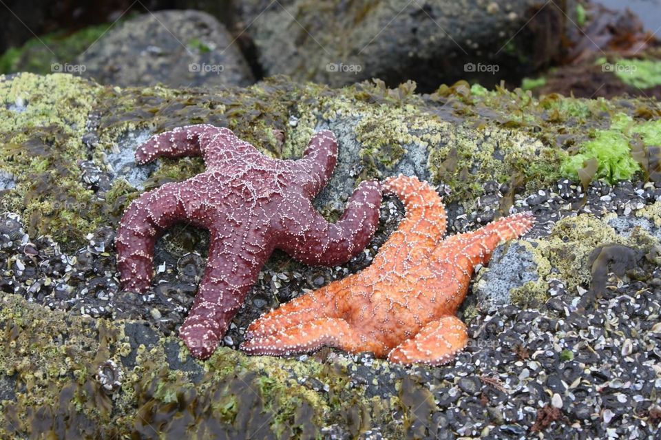 Star Fish. Star fish