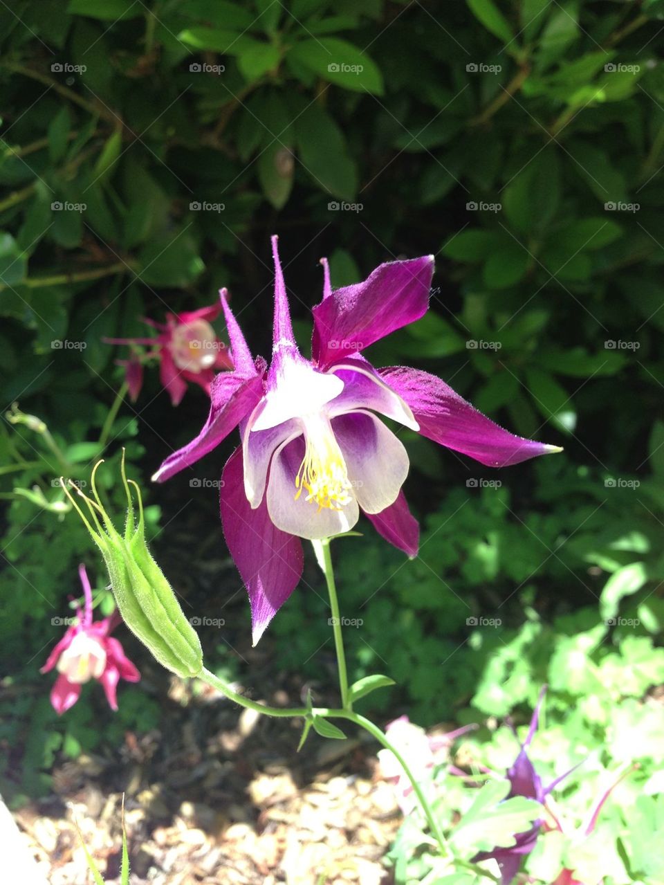 flowers plants nature flower by itsAus