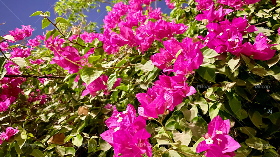 Bougainvilleas 