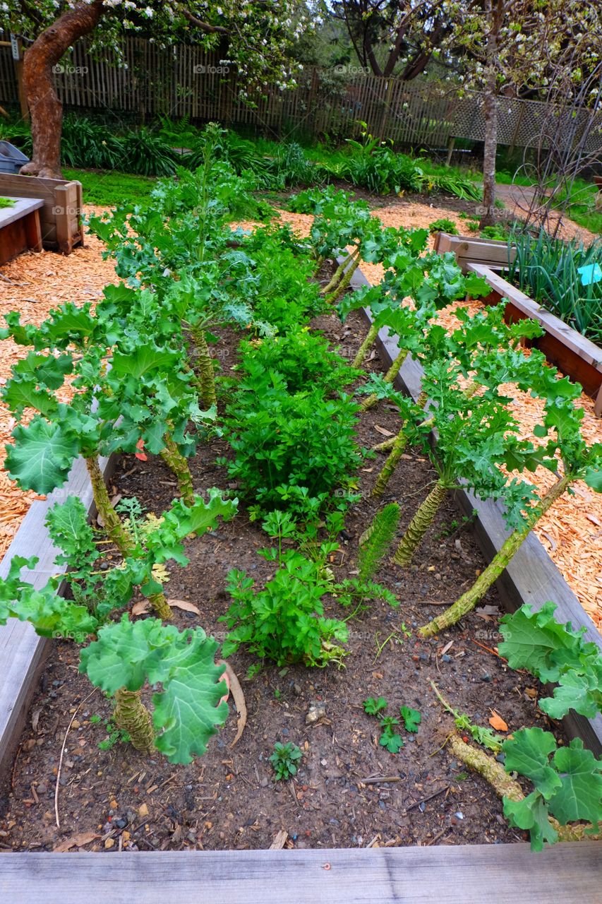 Vegetable garden, flat leaf parsley and greens