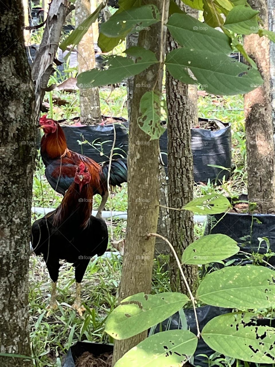 Nature around us , @ upcountry Thailand.