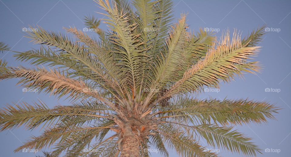 fresh dates leafs pattern sky view