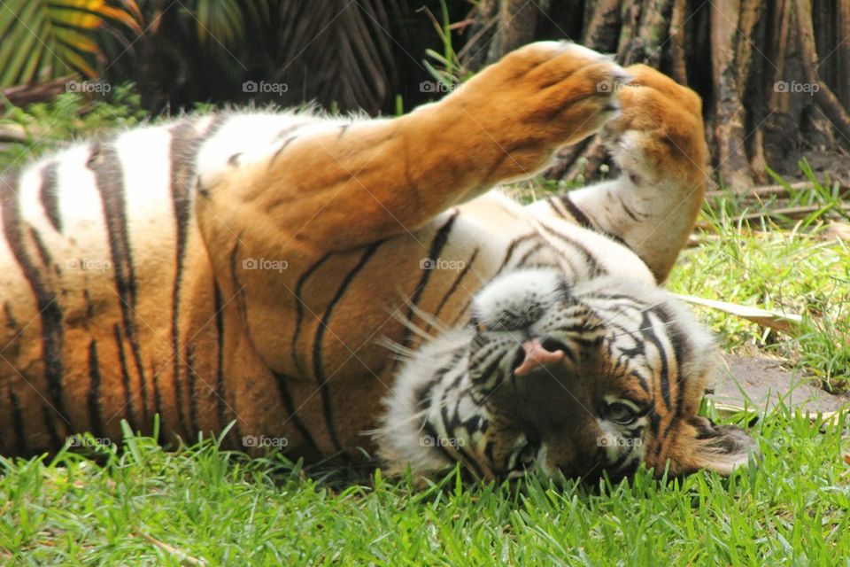 Big cats play too