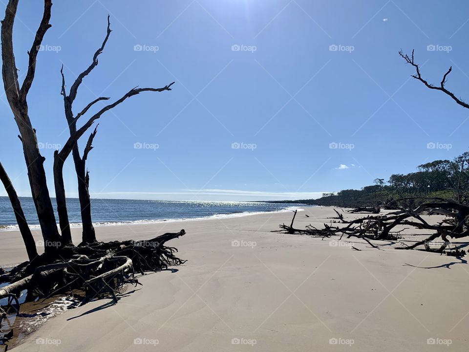 Driftwood Beach