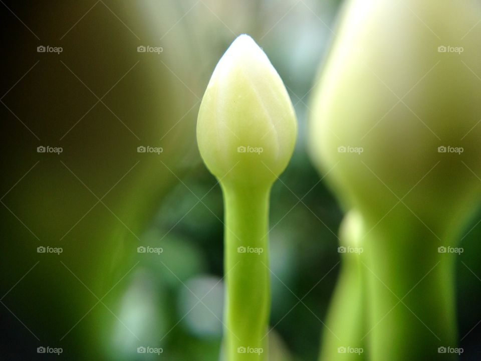 Watching how nature works