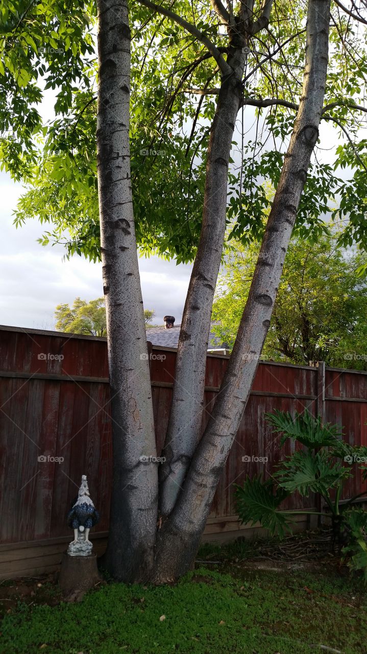 Three trunk tree. Three trunk tree