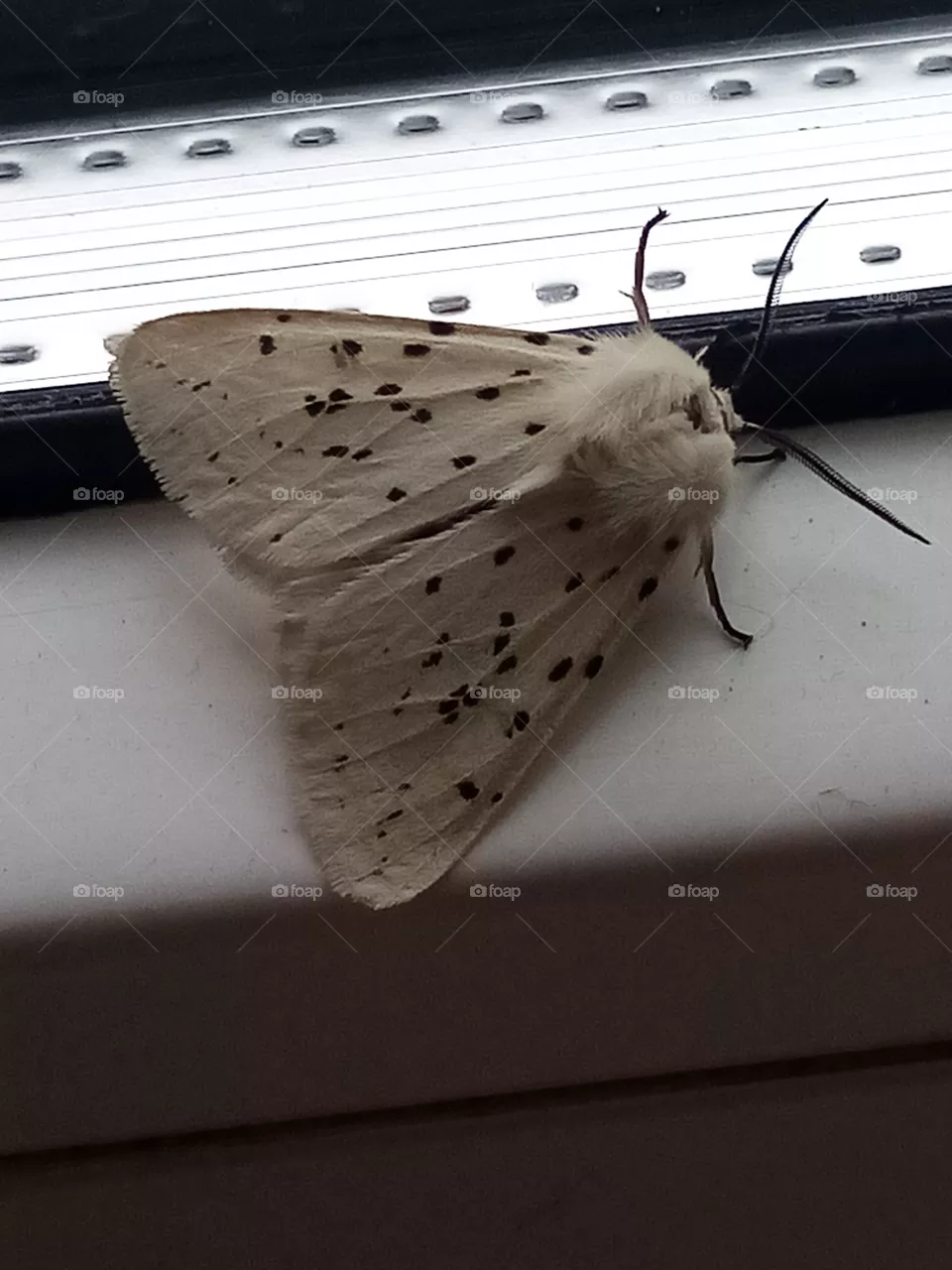 Schmetterling