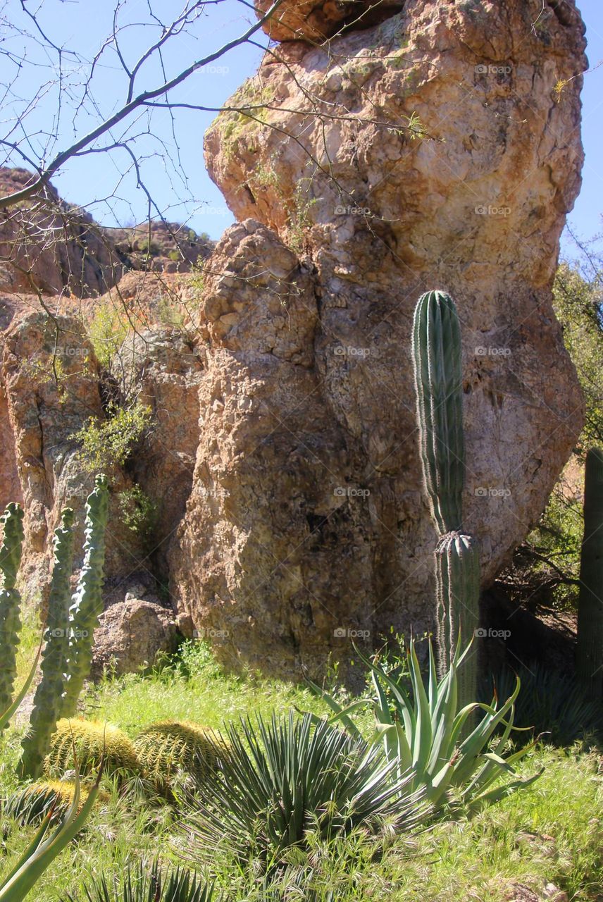 Desert of Cacti and Rocks
