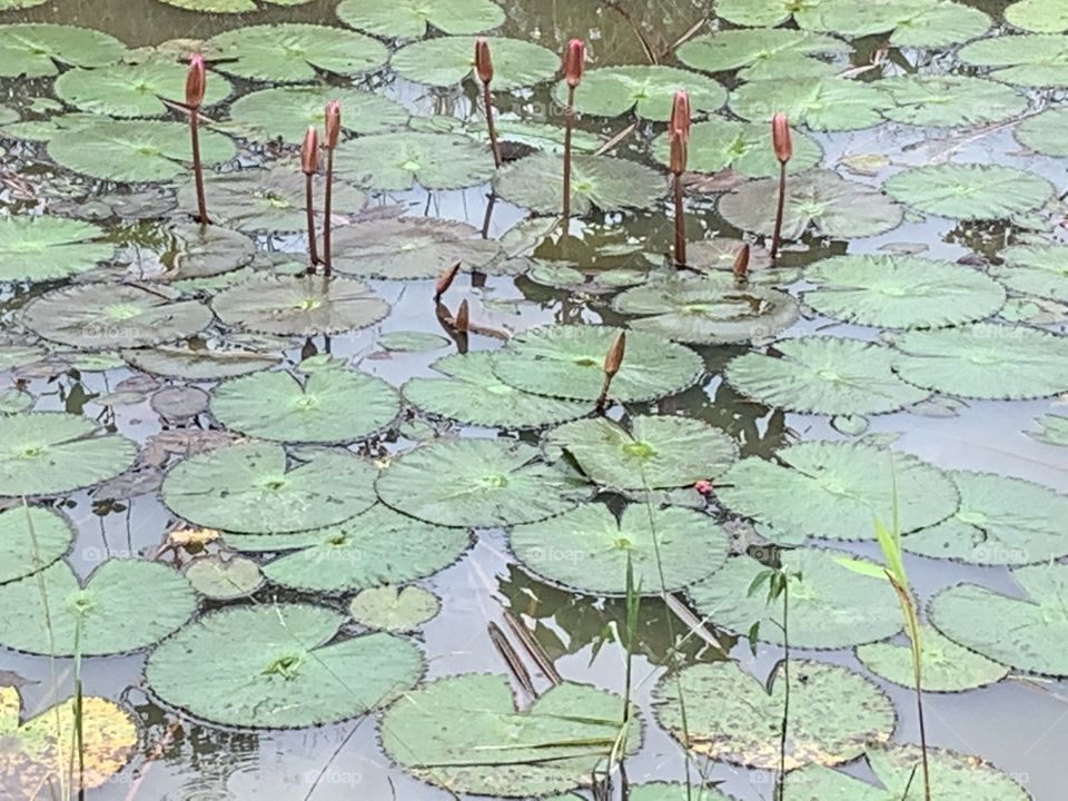 The stories of the nature, my garden ( Countryside)