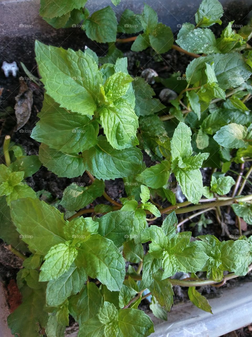 Growing your own mint