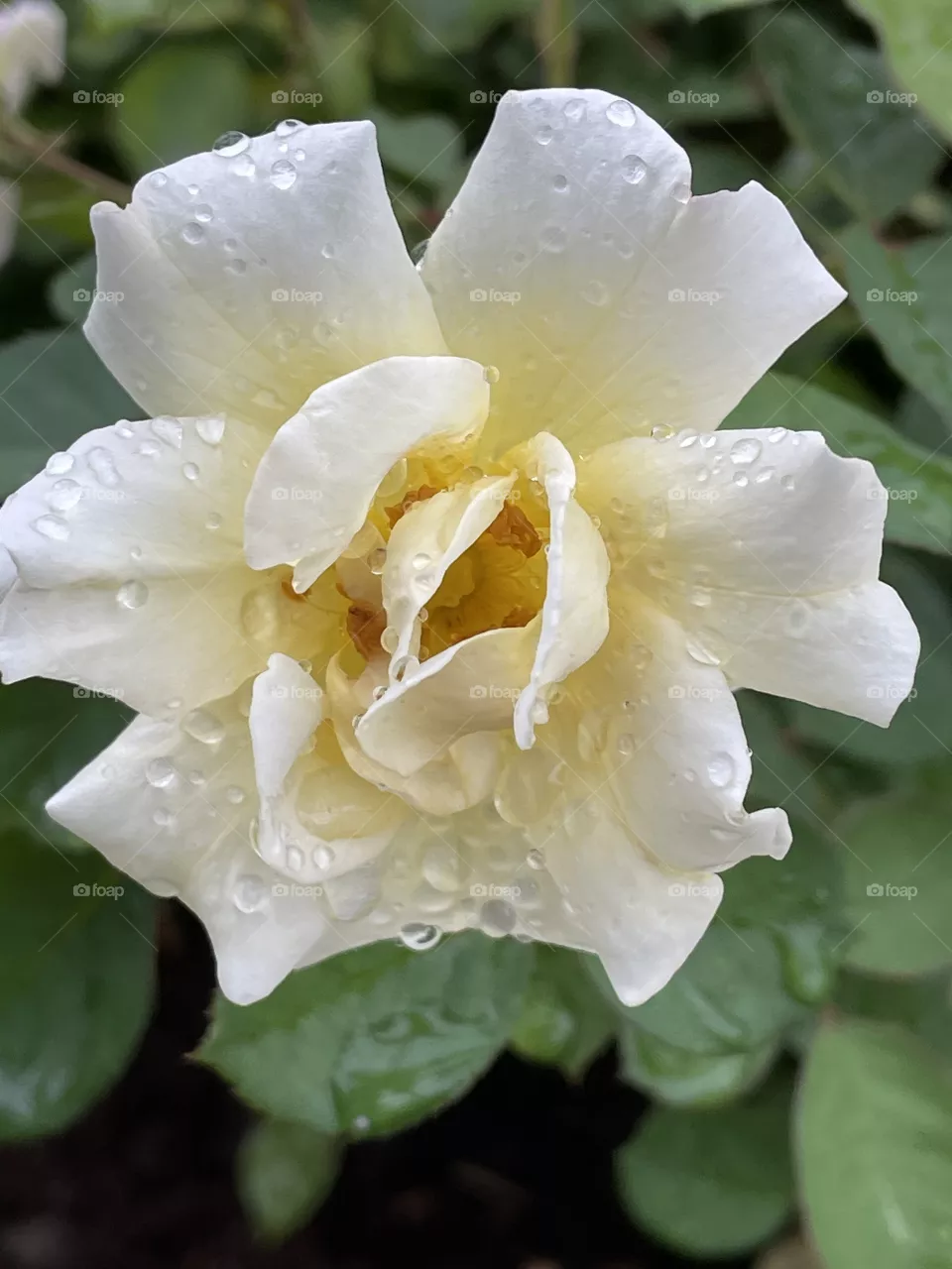 Gardenia 