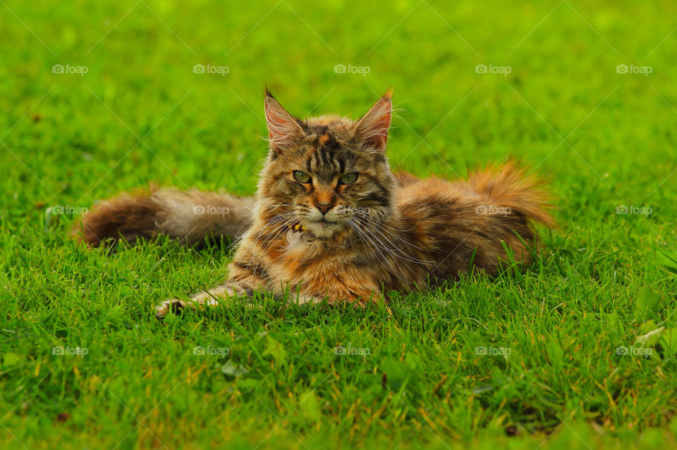 grass cat animal pet by thobbz