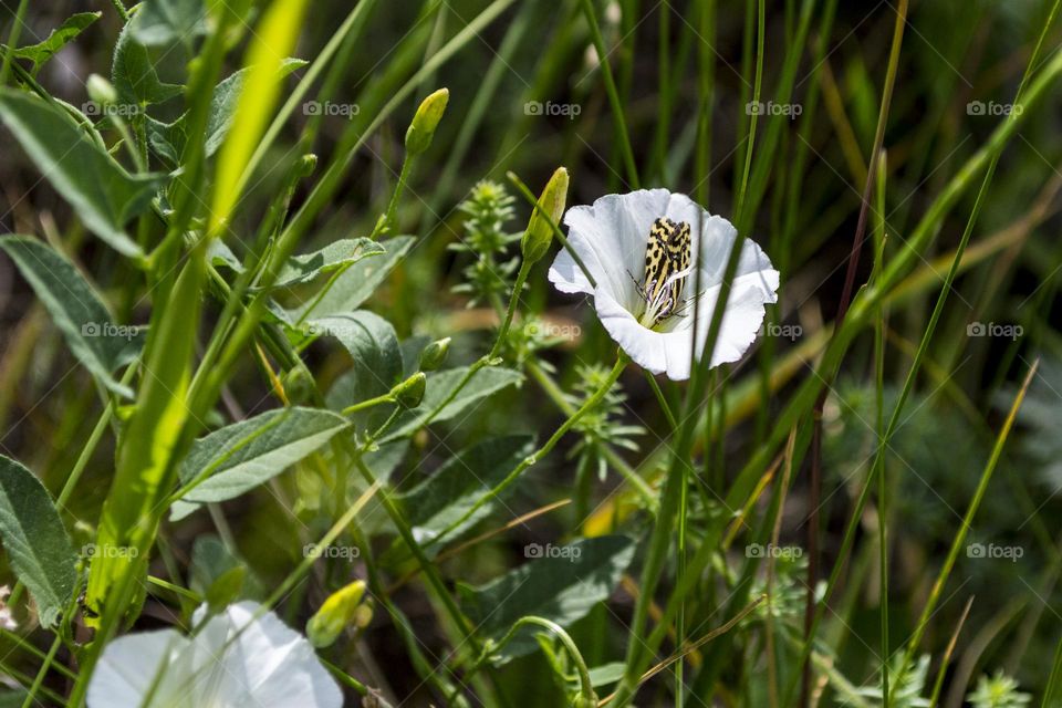 Bindweed and Spotted sulphur