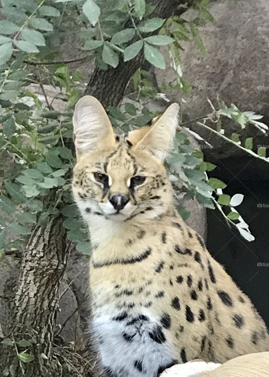 Serval 
