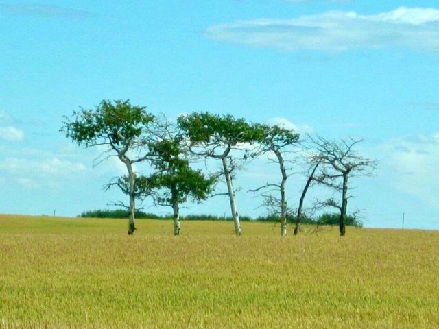 Country views