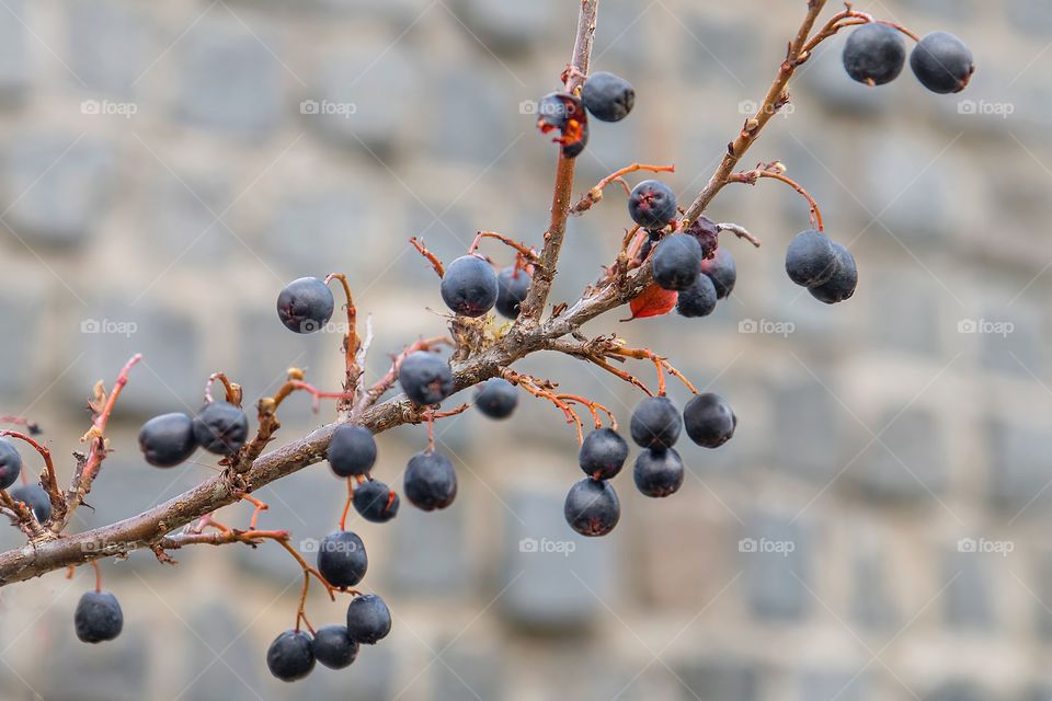 black chokeberry branch without leaves in late autumn