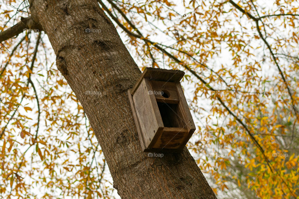 Bird/bat house in tree