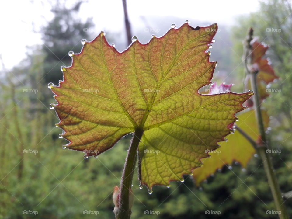 wine leaf closeup