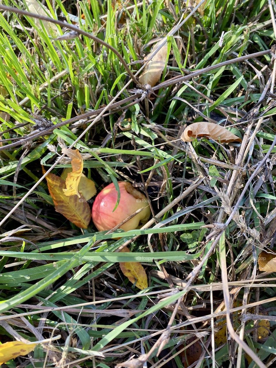 Fallen apple among leaves in the grass