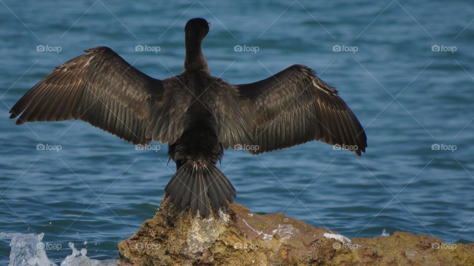 El protector de las playas