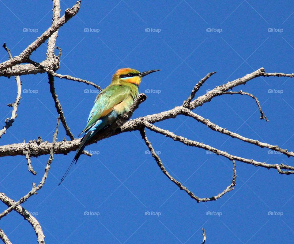Rainbow Bee-eater