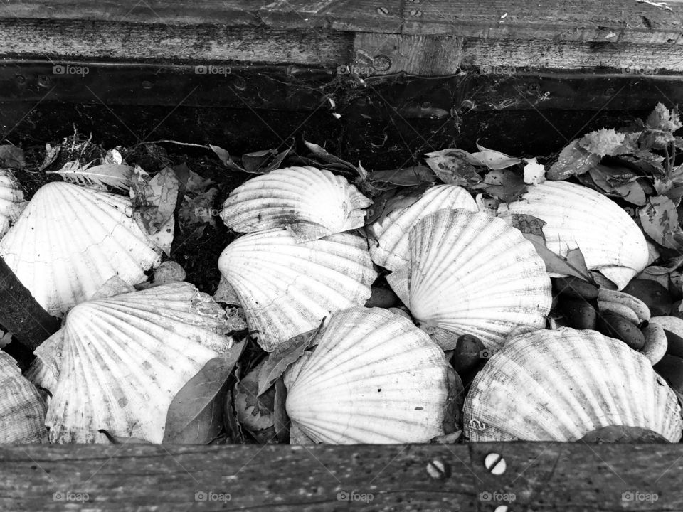 A black and white version of the delightful shells that l posted earlier from a Brixham location.