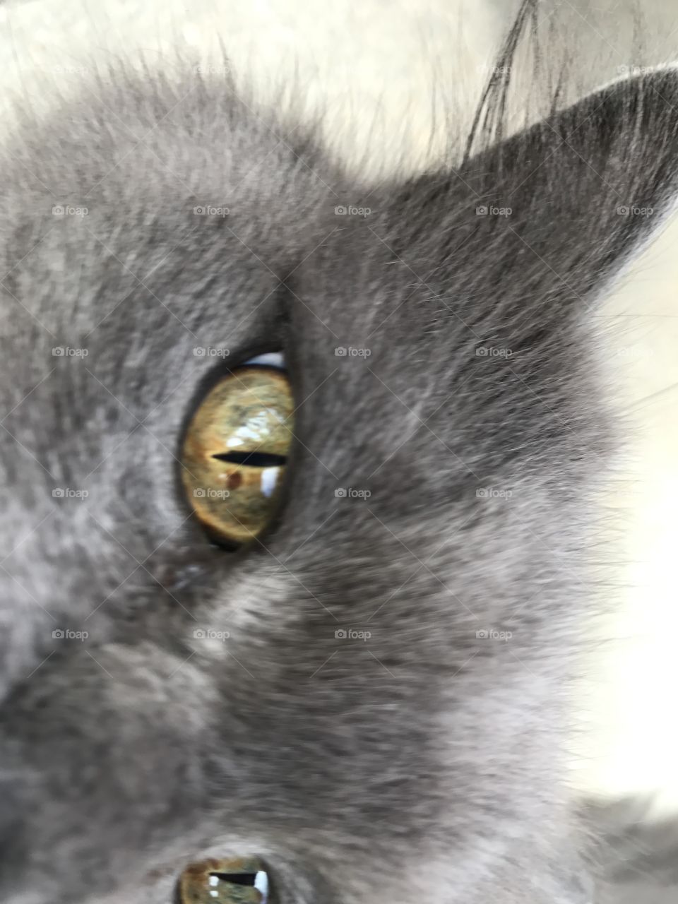 Kitty Eye
