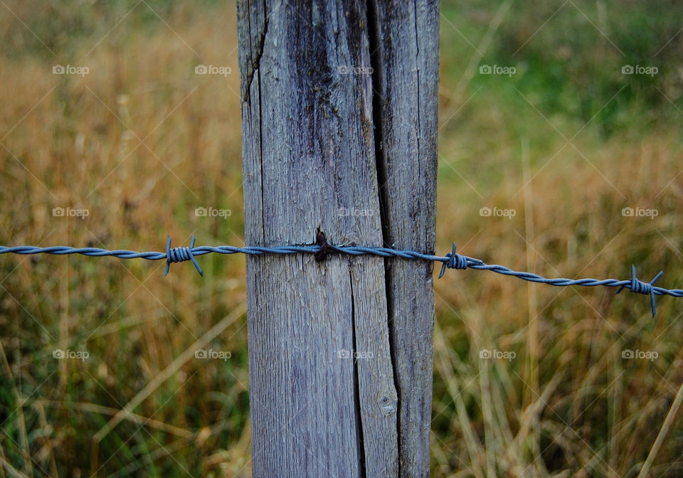 wood grass summer wire by danieltimofan