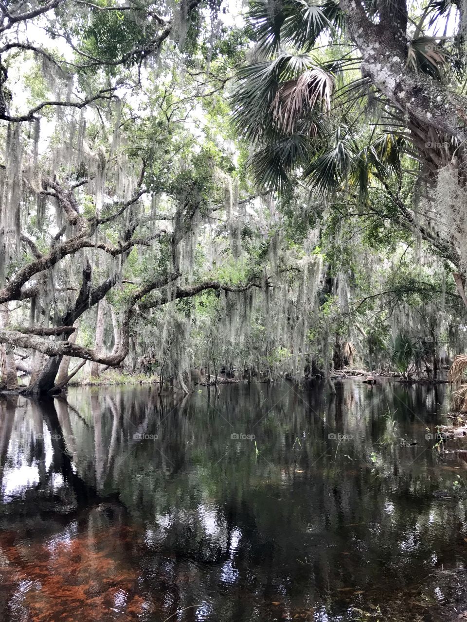 Florida Swamp 