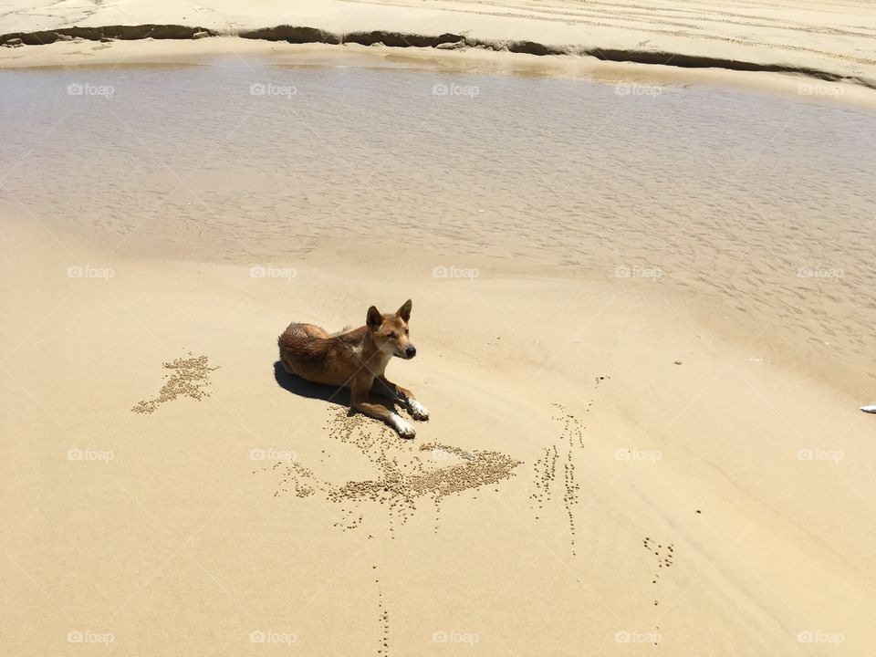 Dingo on Fraser Island 