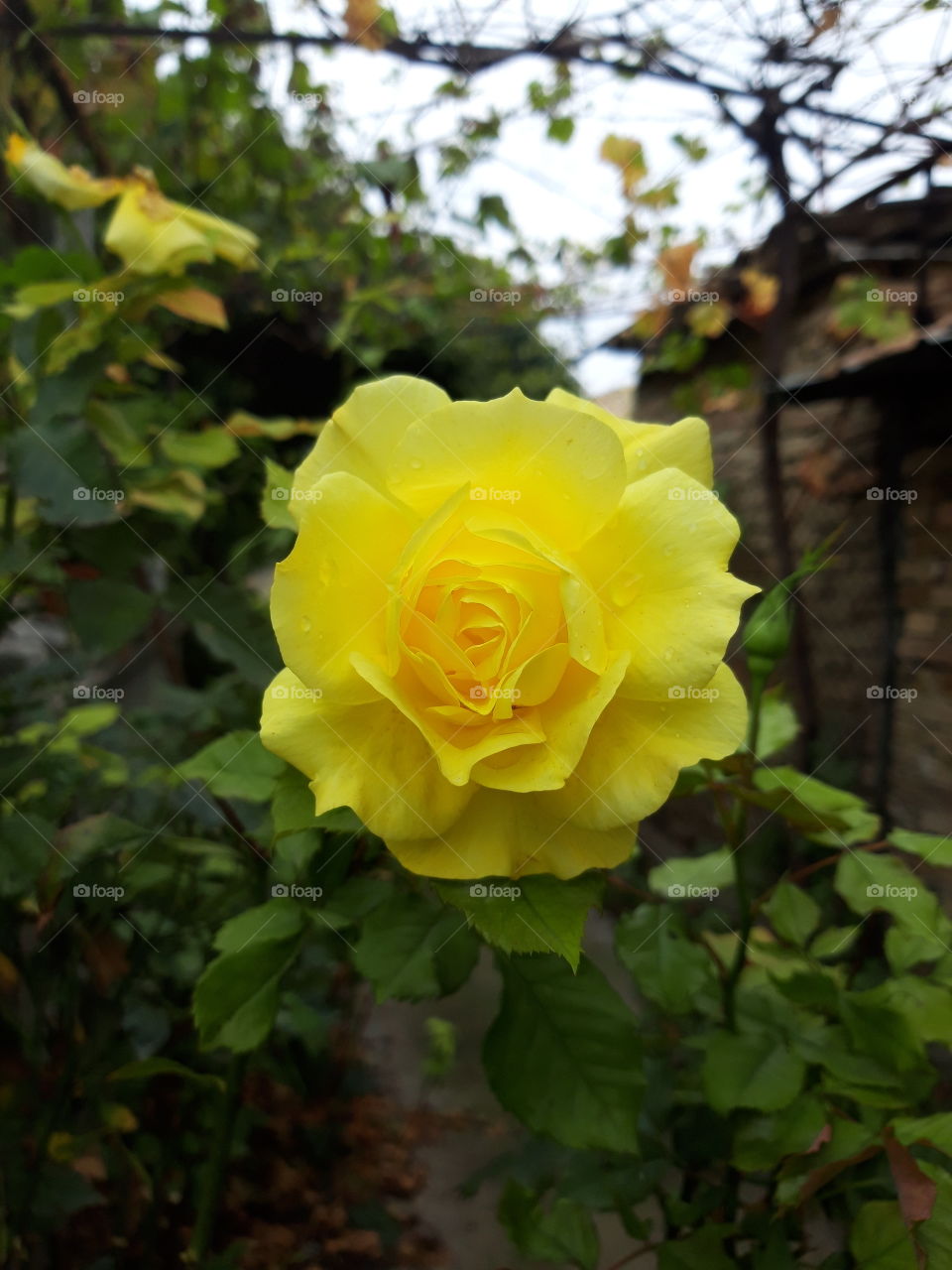 yellow rose