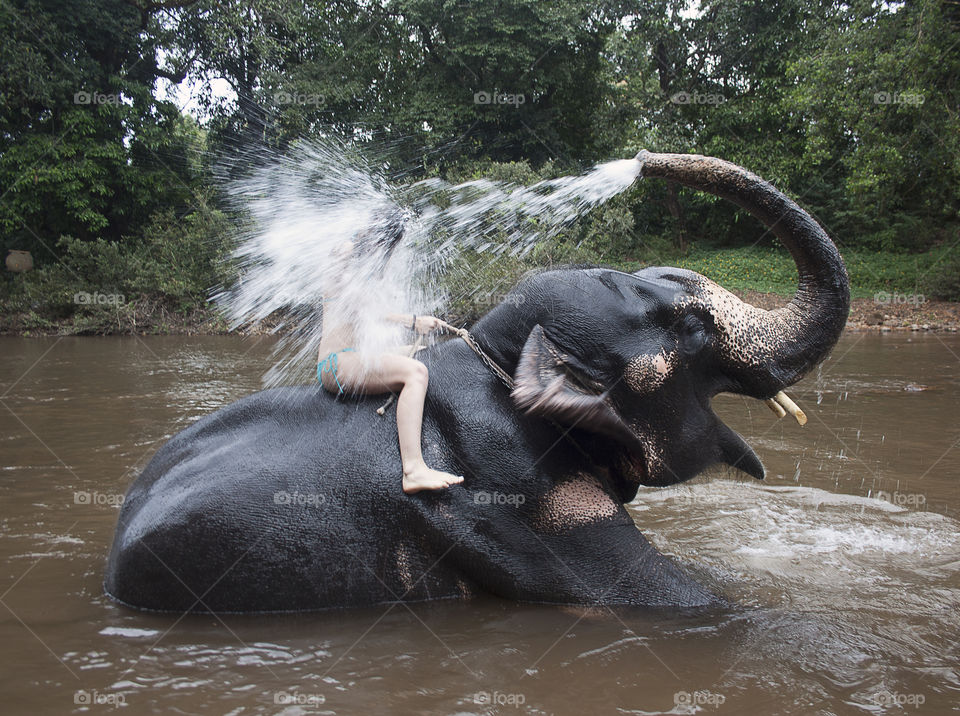 bathing on an elephant