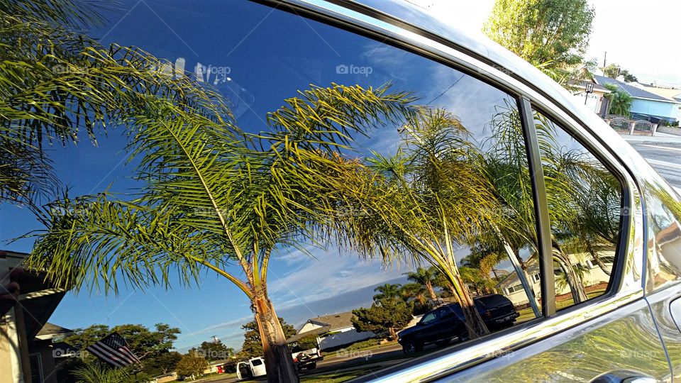 Palm trees reflected in car window
