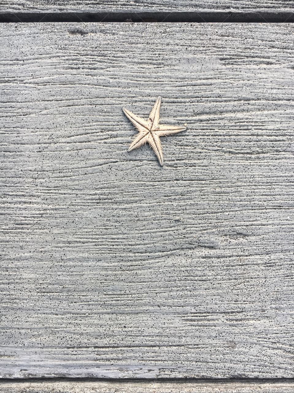 Starfish with wooden background 
