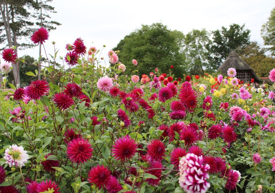 Dhalia border in full bloom