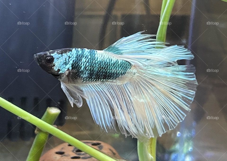 A photo of a fish swimming around the tank with plants in the background. 