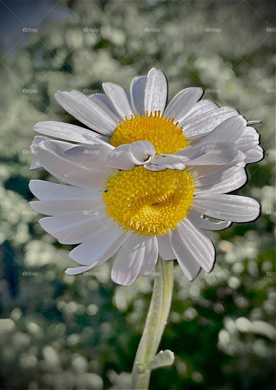 double chamomile, twin chamomile, large chamomile, chamomile, flower, white flower