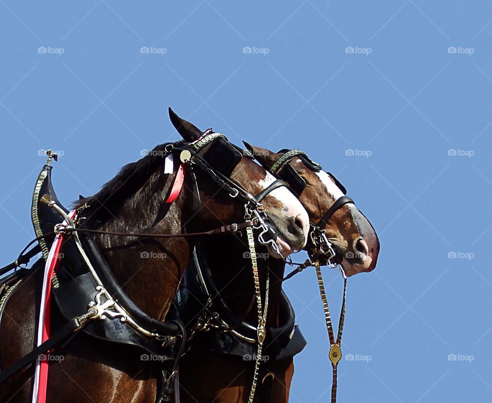 Clydesdale Horses