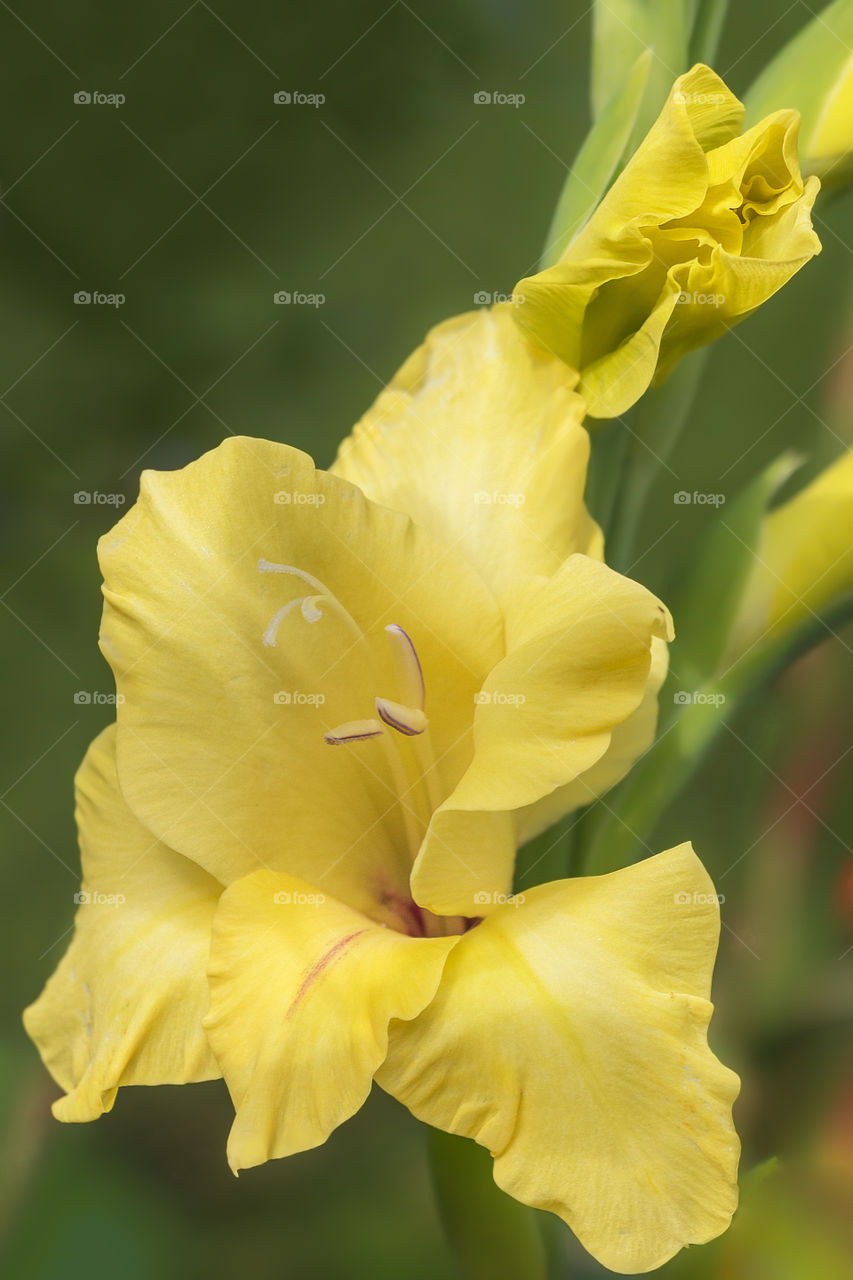 Beautiful yellow gladiola flower 