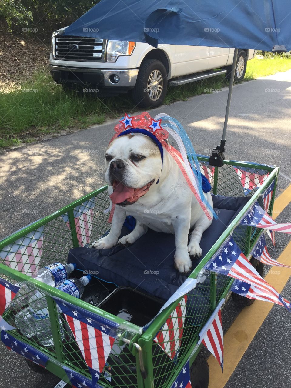 Dog, Drag Race, People, Portrait, Street