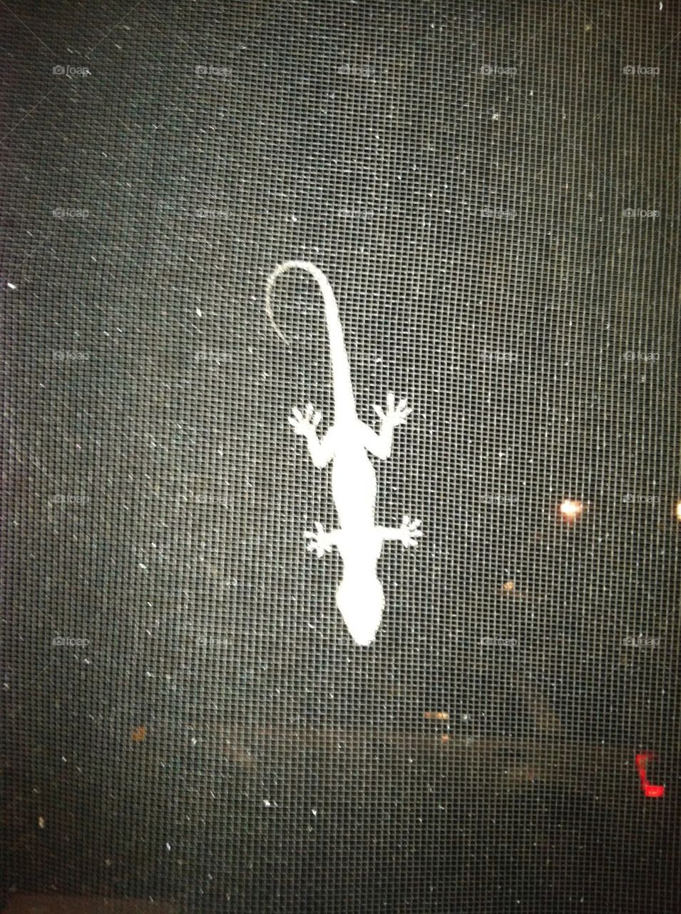 Flash Picture of Lizard 