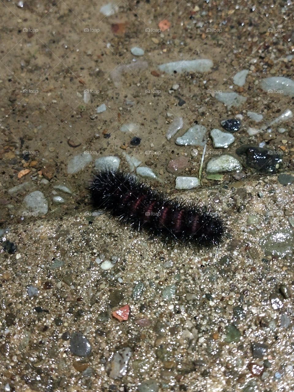 fuzzy caterpillar crawling in the rain