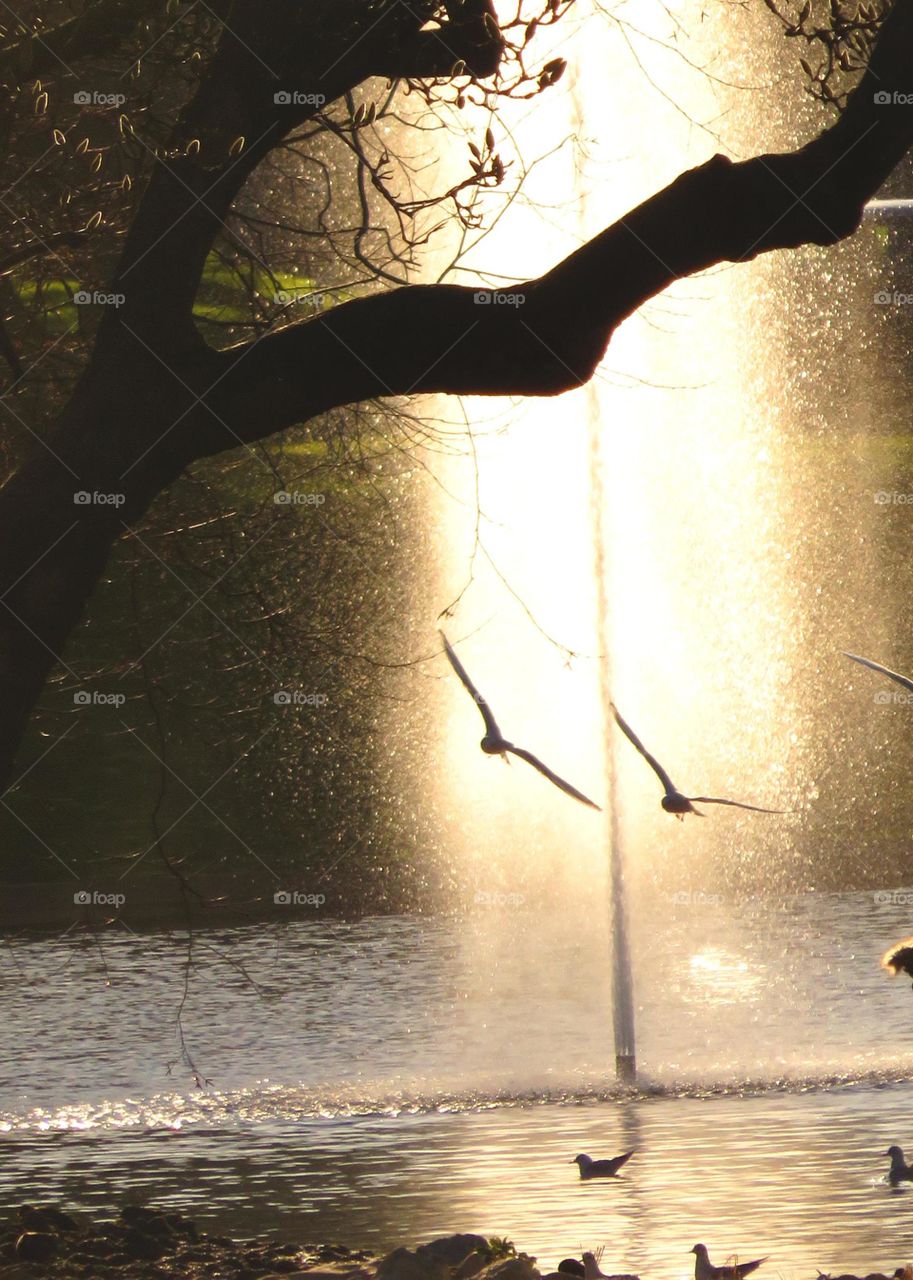 birds in magical landscape