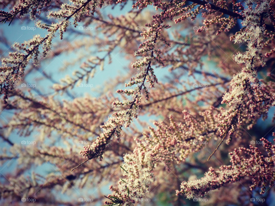 Close-up of tree in springtime