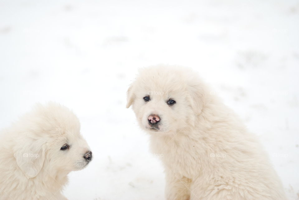 White Great Pyrenees Puppies Playing in the Snow